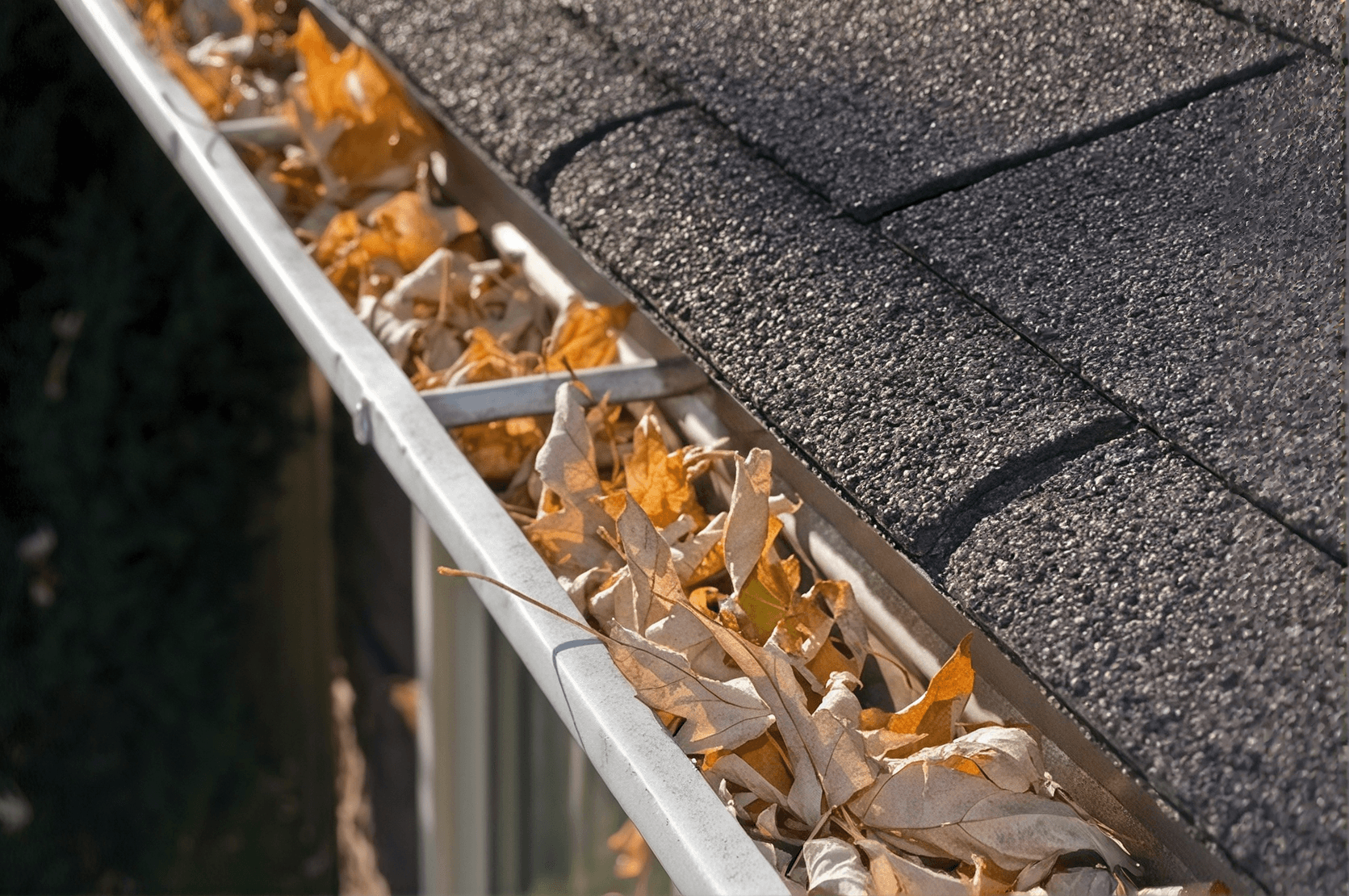 Gutter filled with fallen autumn leaves and debris alongside dark gray roof shingles
